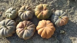 Тыква мускат де Прованс и мраморная крупноплодная. Мой урожай 2020 года!