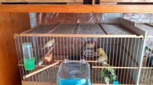 Разведение и  содержание канареек.