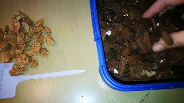 МОЯ НОВАЯ ОРХИДЕЯ???. ЛЕДИ МАРМЕЛАД??? смотреть онлайн