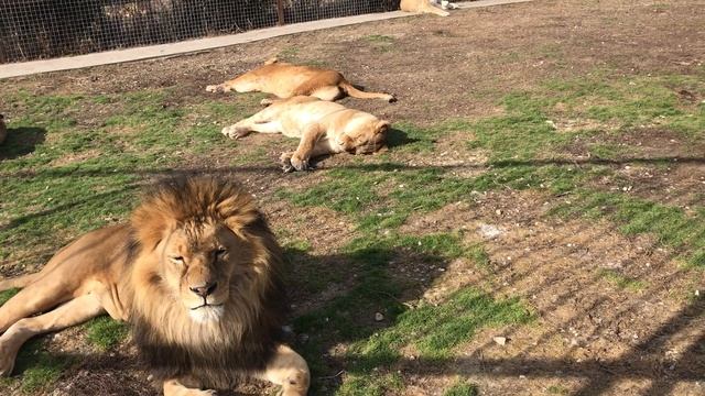 Лев немного обиделся на львицу) Тайган смотреть онлайн