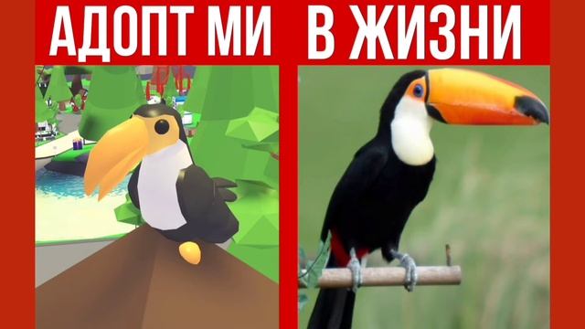 Как выглядят ПЕТЫ из Адопт Ми! в РЕАЛЬНОЙ ЖИЗНИ?! ??? смотреть онлайн