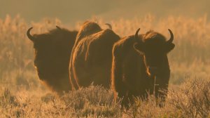 Дикие обитатели Беловежской пущи: кто чистит уши зубров и сколько пальцев у дятла? | Все как у людей
