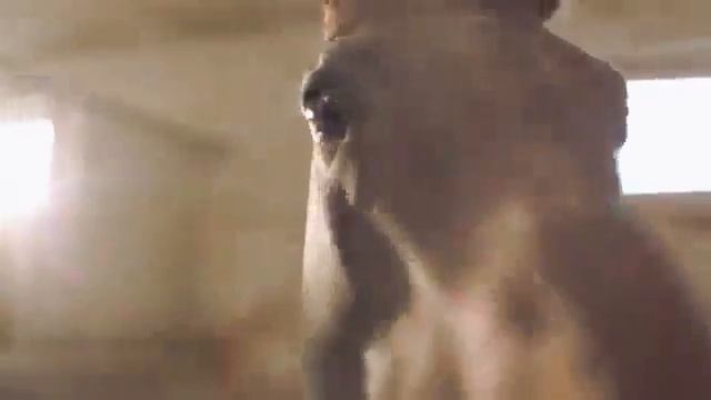 Лошади-неизлечимая болезнь смотреть онлайн