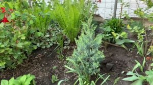 Розы и хвойные в моем цветнике или что растет за забором