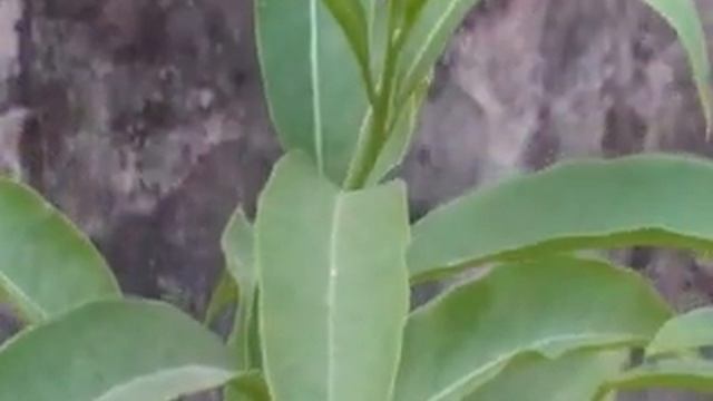 cestrum diurnum Yellow (Din ka Raja) : : GARDEN and PLANTS (G&P) ....Udyaan Vdos смотреть онлайн