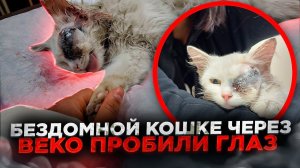 Кошке воткнули в глаз остриё, Глаз увеличился в несколько раз, Элис умирает от инфекции на КМВ.