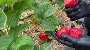 Клубника - сорт Флёр