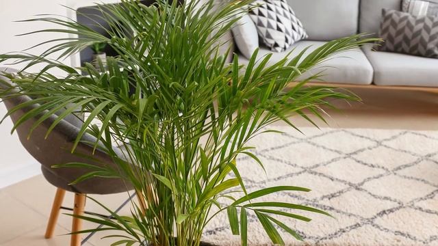 Лучшие комнатные растения очищающие воздух смотреть онлайн