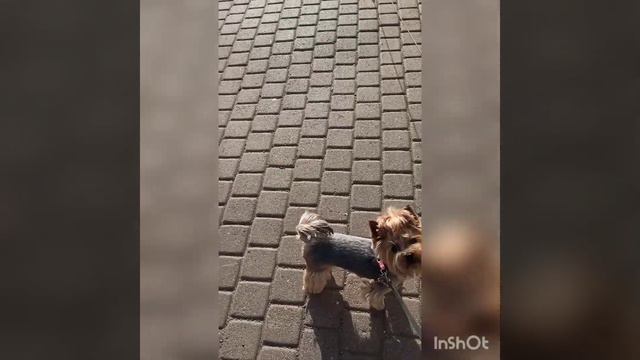 18.08.23г. Август пахнет сентябрём... Осень подкрадывается тихо. смотреть онлайн