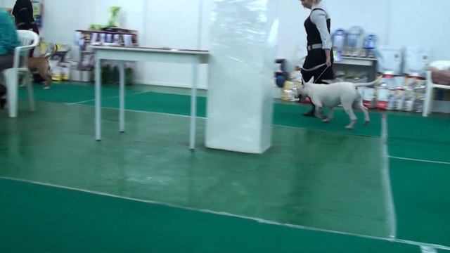 Dog Show "Достояние Сибири 2011" O. Morozova Novosibirsk 2011/11/12 p03 смотреть онлайн