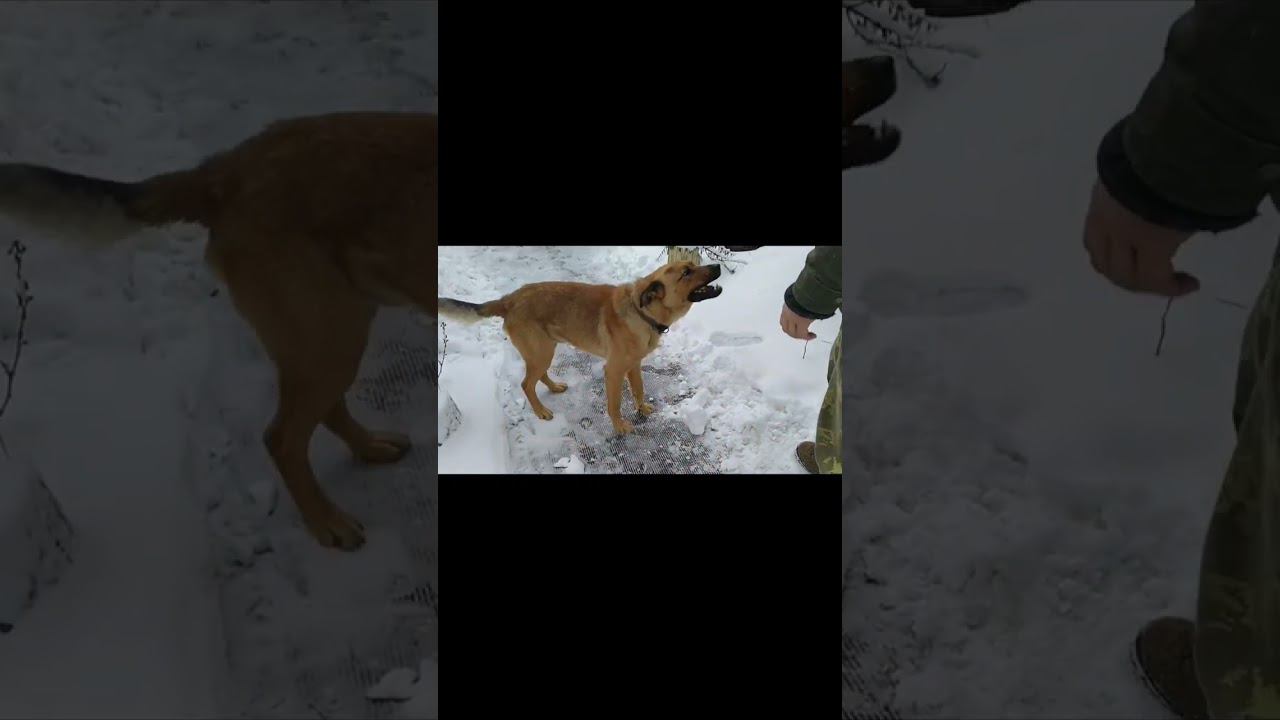 #shortsvideo #рекомендации#shortsadoptme #shortsclip #shortscraft #shortsroblox #subscribe #youtube