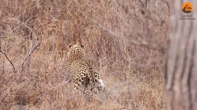 Cheetah with Broken Back Tries Running After Leopard Attack смотреть онлайн