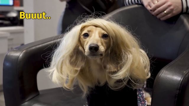 Ep#16: Daphne Gets a Haircut! (Finale) - Cute Dachshund Video! смотреть онлайн