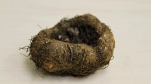 Клубневая бегония. Посадка клубней бегонии. Проращивание клубня