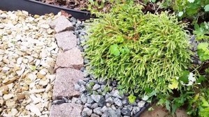 Можжевельник чешуйчатый blue star