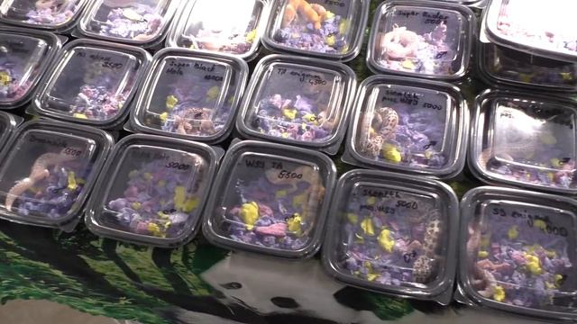 Синяя шипохвостая игуана смотреть онлайн