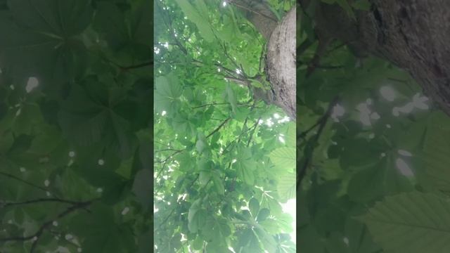 Я так хочу/ стихи у дерева смотреть онлайн