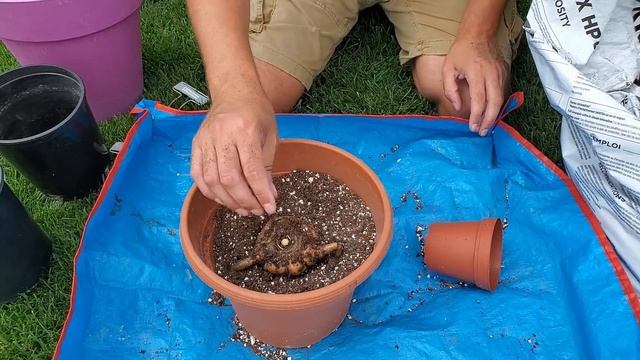 How to plant a Corpse Flower Corm - Amorphophallus paeonifolius смотреть онлайн