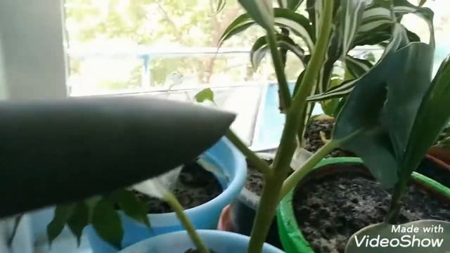 КАК ПОКРАСИТЬ ЦВЕТОЧНЫЙ ГОРШОК ??МОИ РАСТЕНИЯ? смотреть онлайн