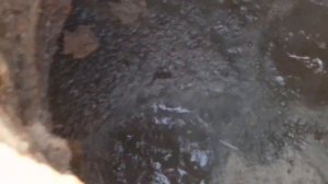 iZ Вносим Карбид в Септик Старую Выгребную яму кидаем We bring carbide to Old Septic tank 20200830