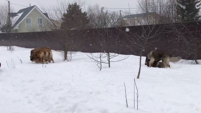 Леонбергеры. Зимняя прогулка. смотреть онлайн