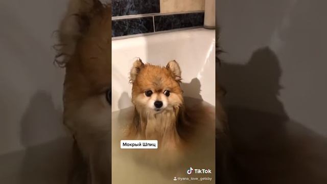 Вот так ВЫГЛЯДИТ МОКРЫЙ ПОМЕРАНСКИЙ ШПИЦ смотреть онлайн