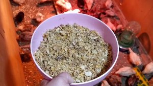 Моё кормление 3х недельных цыплят.