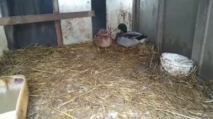 СОДЕРЖАНИЕ ДИКИХ УТОК В ХОЛОДНОМ ПОМИЩЕНИИ))КОРМЛЕНИЕ ДИКИХ УТОК/