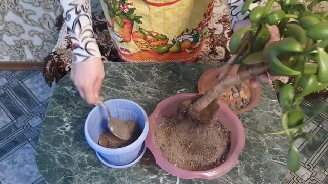 Денежное дерево (Толстянка). Кардинальная обрезка смотреть онлайн