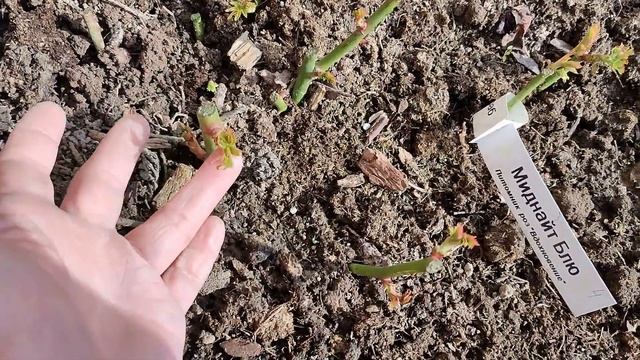 ВЕСЕННЯЯ ОБРЕЗКА РОЗ ОСЕННЕЙ И ВЕСЕННЕЙ ПОСАДКИ???? смотреть онлайн
