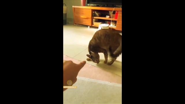 Funny animals ? / Смешные животные ? Part 3 смотреть онлайн