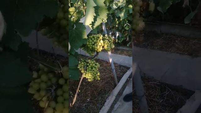 Ранние и ультраранние сорта винограда Золотая Корона, Прима Украины, Талдун(видео 4 от 10.08.2021) смотреть онлайн