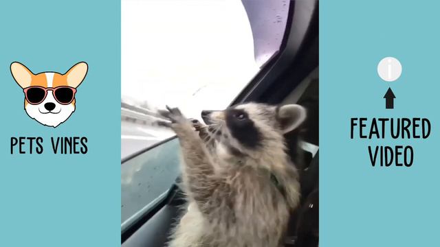 Я РЖАЛ ЦЕЛЫЙ ЧАС / СМЕШНЫЕ ЖИВОТНЫЕ, КОТЫ, СОБАКИ / FUNNY PETS / PETS VINES / TRY NOT TO LAUGH смотреть онлайн