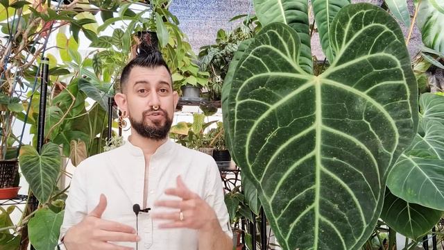 Anthurium Regale  Review | 1.5 Years Later | Anthurium Regale Care And Tips