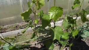 24 сорта винограда для северо-запада России!