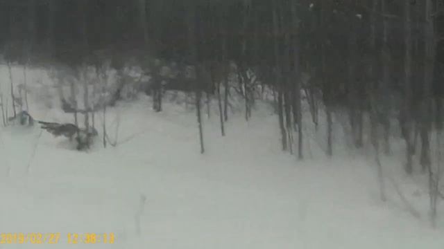 охота на зайца с гончей. смотреть онлайн