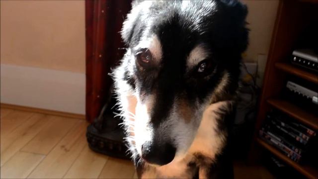 Amazing Dancing Dog Ana Tijoux 1977 смотреть онлайн