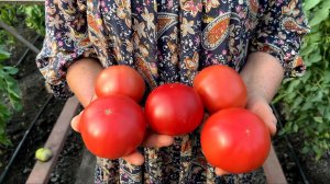 Сравнительная оценка гибридов томата Пинк Парадайз и Пинк Мэджик