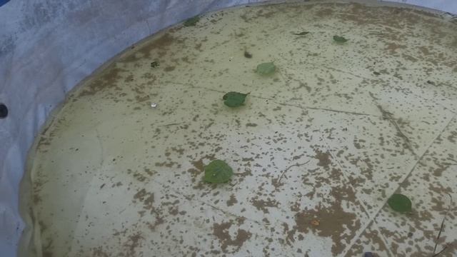 Какая школьная форма в станице // Цены в мясном магазине // Чистим бассейн // Вкусно готовим смотреть онлайн