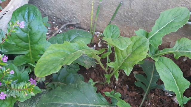 #Easiest way of propagating Gerbera #Gerbera planting and caring #how to increase blooms of gerbera смотреть онлайн