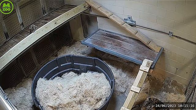 Тигренок подрос и учится спускаться вниз#Memphis Zoo Cub смотреть онлайн