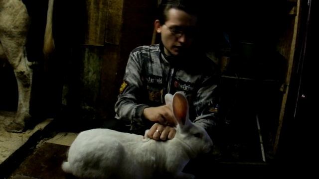Как определить беременность у крольчихи смотреть онлайн