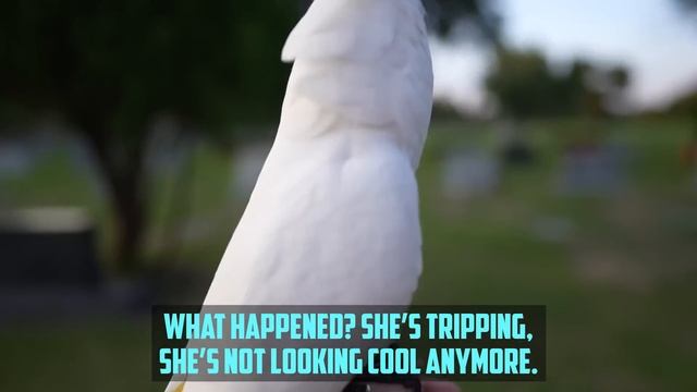 [TRIGGER WARNING] COCKATOO HEARS SINNERS PUNISHED IN GRAVE?! - @TarikWardell смотреть онлайн