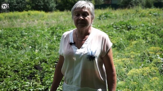 Срочно!! Обрывайте цветы картофеля ? КАК Увеличить Урожай Картофеля ? смотреть онлайн