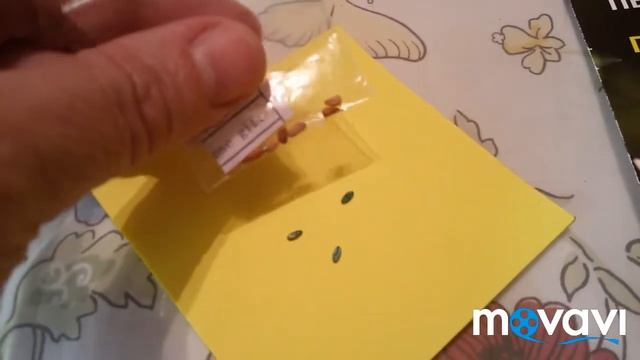 Семена герани из Китая. Сравнение. 6 мая 2018 г. смотреть онлайн