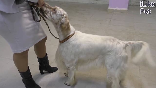 Как отучить собаку грызть вещи: 5 способов смотреть онлайн