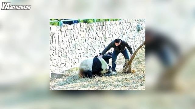 Hayvanat Bahçesinde Hayvanların Yanına Düşmüş 5 İnsan смотреть онлайн