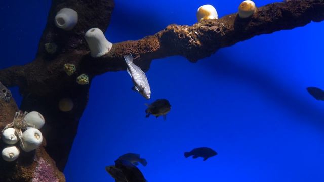 Ocean Wonders: Sharks! New York Aquarium. смотреть онлайн