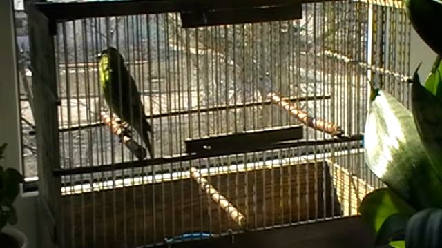 чиж распевается 05 04 2016 смотреть онлайн