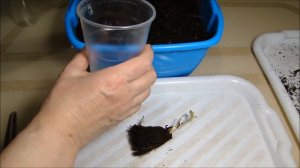 Как посадила клубнику фриго